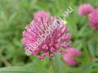 Trifolium alpestre L.