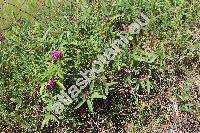 Trifolium alpestre L.