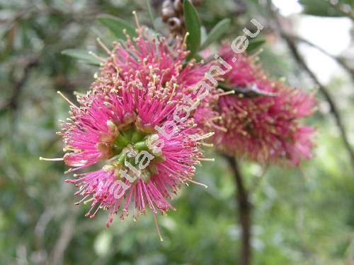 Callistemon rigidus Gr. (Metrosideros linearis Muhl. ex Willd., Melaleuca)