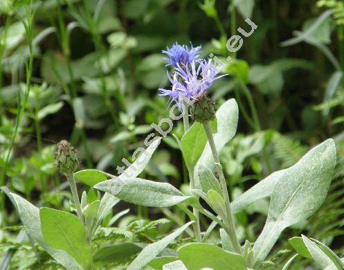 Centaurea mollis Walds. et Kit. (Centaurea carpatica Form., Cyanus mollis J. Presl et C. Presl, Centaurea montana subsp. mollis (Waldst. et Kit.) Gugl.)