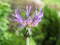 Centaurea mollis Walds. et Kit. (Centaurea carpatica Form., Cyanus mollis J. Presl et C. Presl, Centaurea montana subsp. mollis (Waldst. et Kit.) Gugl.)