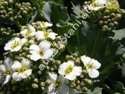 Crambe maritima L. (Cakile pontica Prokud., Crucifera maritima (L.) Krause)