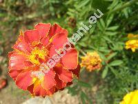 Tagetes patula L.