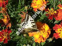 Tagetes patula L.