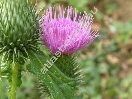 Cirsium vulgare (Savi) Ten. (Carduus vulgaris Savi, Cnicus lanceolatus (L.) Willd., Cirsium sylvaticum Tausch)