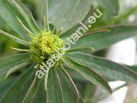 Euphorbia waldsteinii (Soj.) (Tithymalus tommasinianus (Bert.) Soj�k, Euphorbia tommasiniana Bert., Tithymalus virgatus (W. et K.) Klotzch et Garcke)