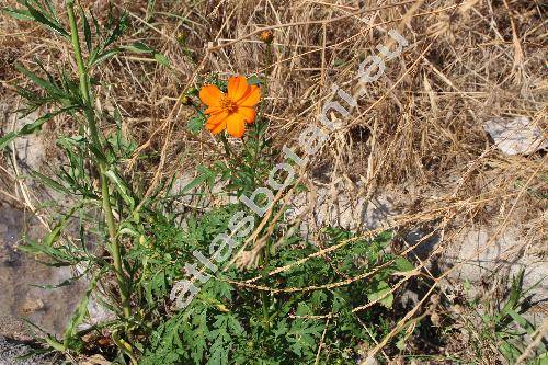 Cosmos sulphureus Cav. (Cosmos gracilis Sherff, Coreopsis artemisifolia, Cosmea sulphurea (Cav.) Willd., Bidens artemisiifolia  (Jacq.) Kuntze)