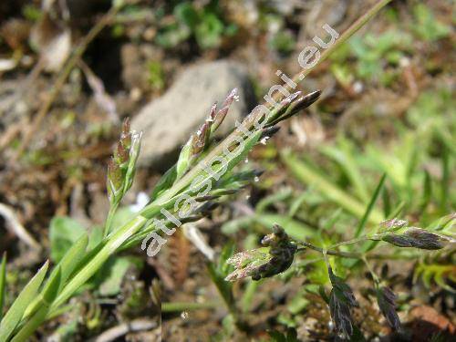Poa annua L.