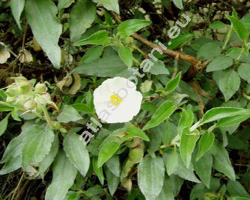 Cistus laurifolius L.