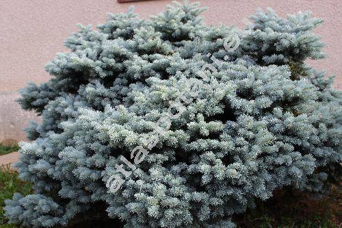 Picea pungens 'Glauca Globosa'
