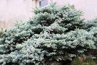 Picea pungens 'Glauca Globosa'