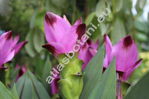 Curcuma alismatifolia Gagnep.