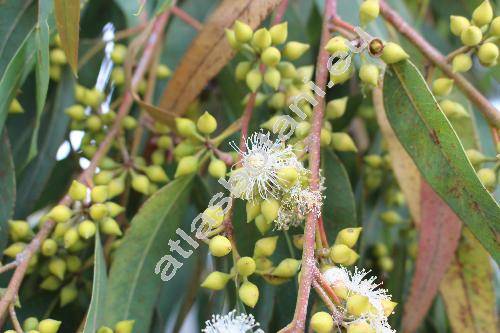 Eucalyptus citriodora (Corymbia citriodora)