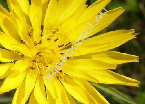 Tragopogon pratensis L. (Tragopogon pratensis agg.)
