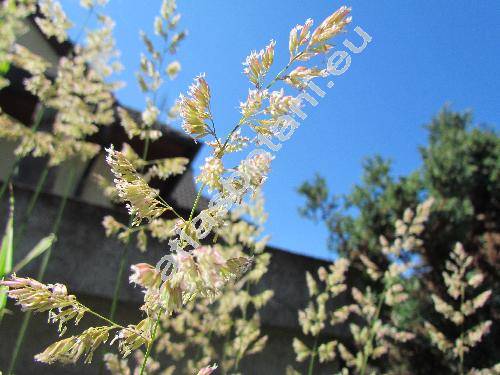 Phalaris arundinacea L. var. picta (Baldingera arundinacea (L.) Dum., Phalaroides arundinacea (L.) Rausch.)