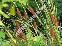 Typha laxmannii Lep. (Typha laxmanii, Typha minima Funck subps. laxmannii (Lep.) Douin)