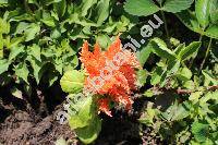 Celosia argentea f. plumosa (L.) O. Kuntze
