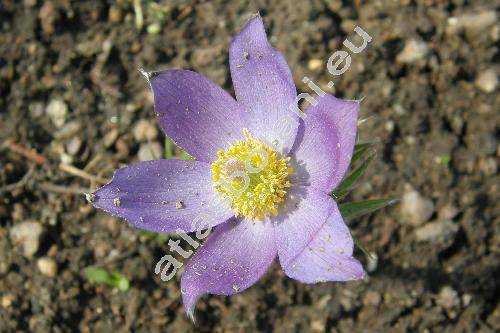 Pulsatilla patens (L.) Mill. (Anemone patens L.)