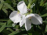 Tradescantia x andersoniana Ludw. et Rohw. 'L'Innocence' (Tradescantia virginiana hort.)