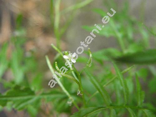 Cardamine flexuosa With. (Cardamine sylvatica Link, Cardamine hirsuta L. subsp. flexuosa (With.) J. D. Hooker)
