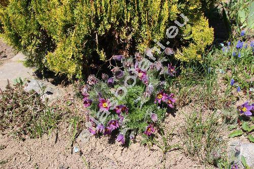Pulsatilla 'Papageno'