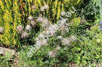 Pulsatilla 'Papageno'