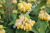 Phlomis russeliana (Sims) Lag. ex Benth. (Phlomis lunariifolia var. russeliana Sims)