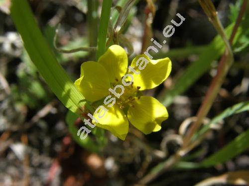 Potentilla anserina var. concolor Hayne (Argentina vulgaris Lam., Argentina anserina (L.) Rydb.)