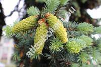 Picea pungens Engelm.