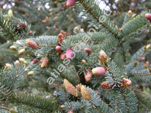 Picea pungens Engelm.