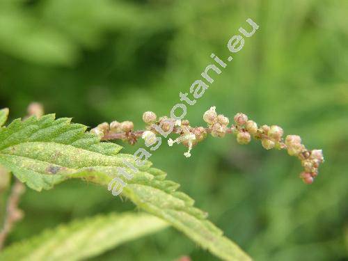 Urtica kioviensis Rogow.