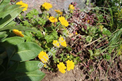Potentilla crantzii 'Goldrausch'