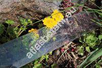 Potentilla crantzii 'Goldrausch'