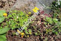 Potentilla crantzii 'Goldrausch'