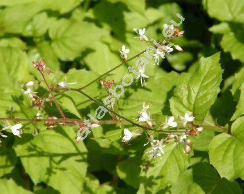Circaea alpina L. (Circaea lutetiana var. alpina (L.) Torr.,)
