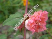 Clarkia elegans Dougl. (Clarkia unguiculata Lindl.)