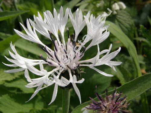Centaurea montana 'Alba' (Cyanus montanus (L.) Hill)