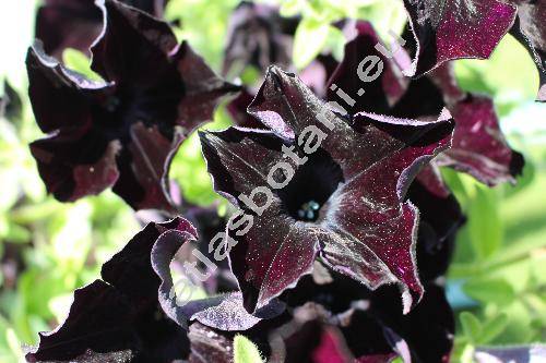 Petunia 'Black Mamba'