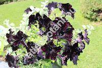 Petunia 'Black Mamba'