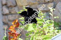 Petunia 'Black Mamba'