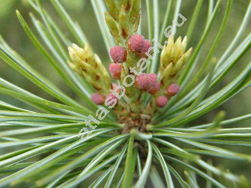 Pinus parviflora Sieb. et Zucc.