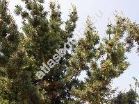 Pinus parviflora Sieb. et Zucc.