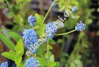 Ceanothus 'Blue Mound' (Ceanothus thyrsiflorus)