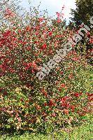 Chaenomeles japonica (Thunb.) Lindl. 'Cido' (Cydonia maulei Moore, Choenomeles, Pyrus japonica)