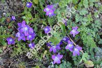 Campanula bellidifolia Adams (Campanula saxifraga Bieb.)