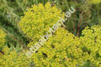 Euphorbia seguieriana Neck. (Tithymalus seguierianus (Neck.) Prokh., Euphorbia gerardiana Jacq.)