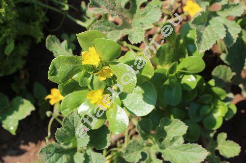 Portulaca oleracea L. subsp. sativa