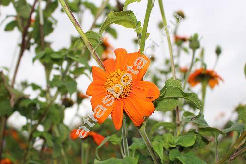 Tithonia rotundifolia (Mill.) Blake