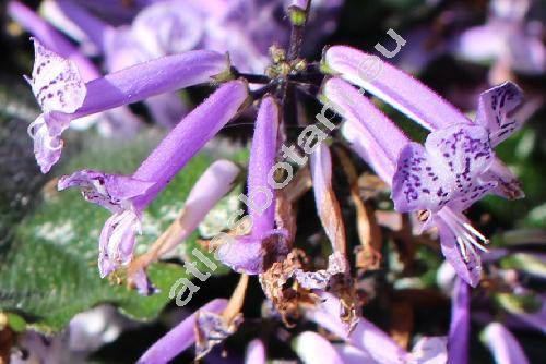 Plectranthus 'Mona Lavender'