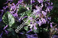 Plectranthus 'Mona Lavender'